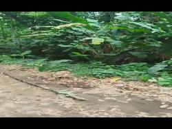 Terreno para Venda em Ubatuba - 2