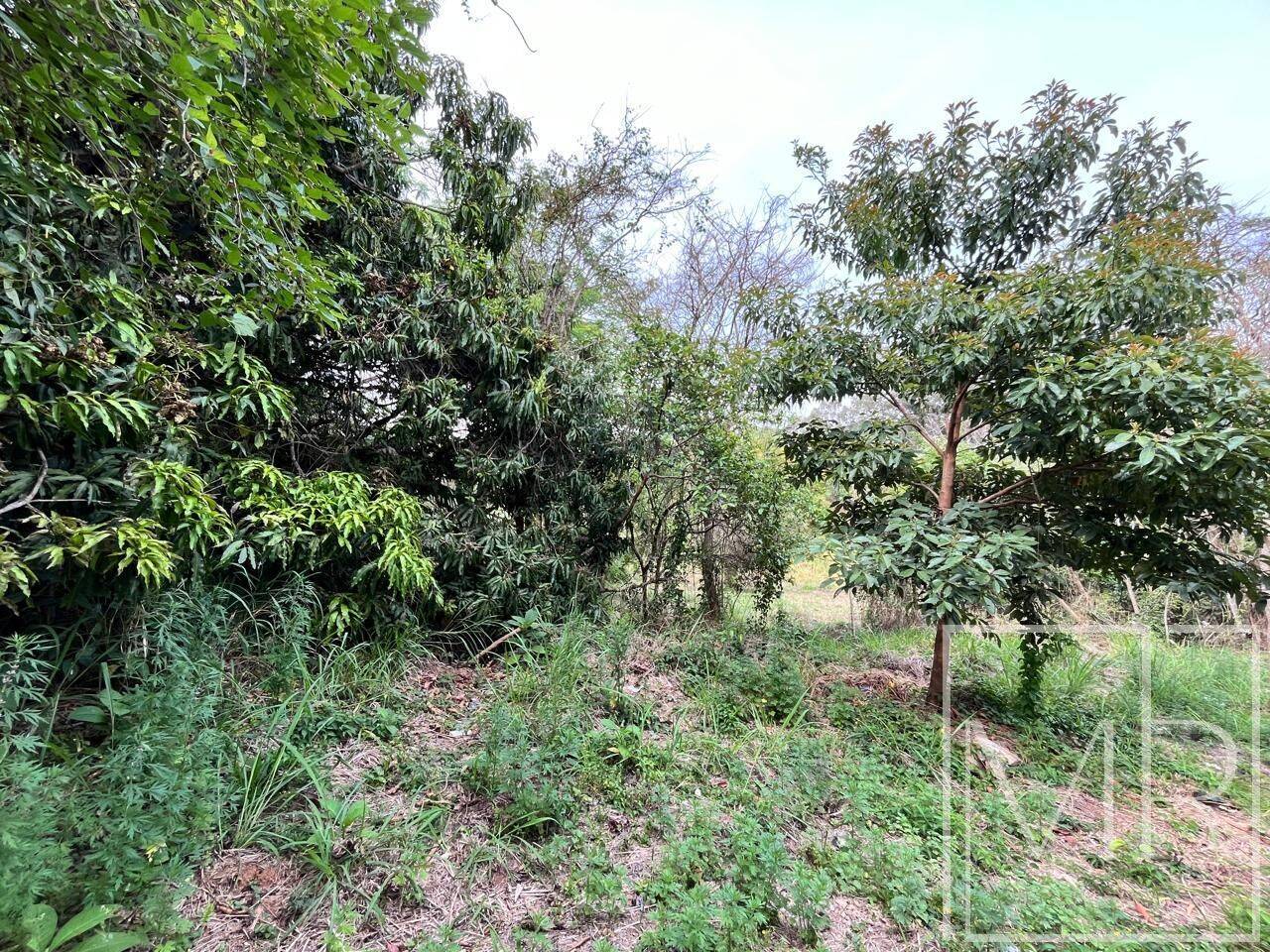 Terreno, 1 hectares - Foto 6